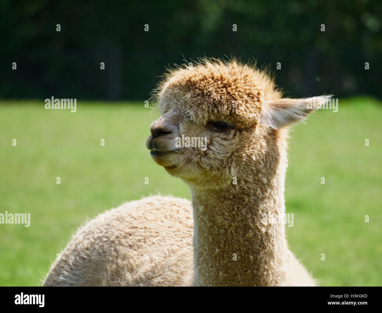 Portrait of a farmed Alpaca, Vicugna pacos, in a grass meadow in the UK. Stock Photo