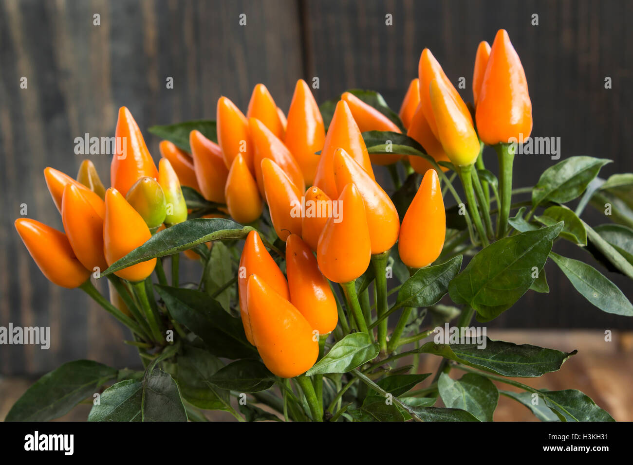 Decorative Orange Chili Peppers Closeup Stock Photo Alamy