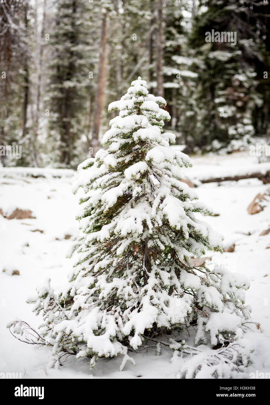 Small Christmas tree in the forest Stock Photo