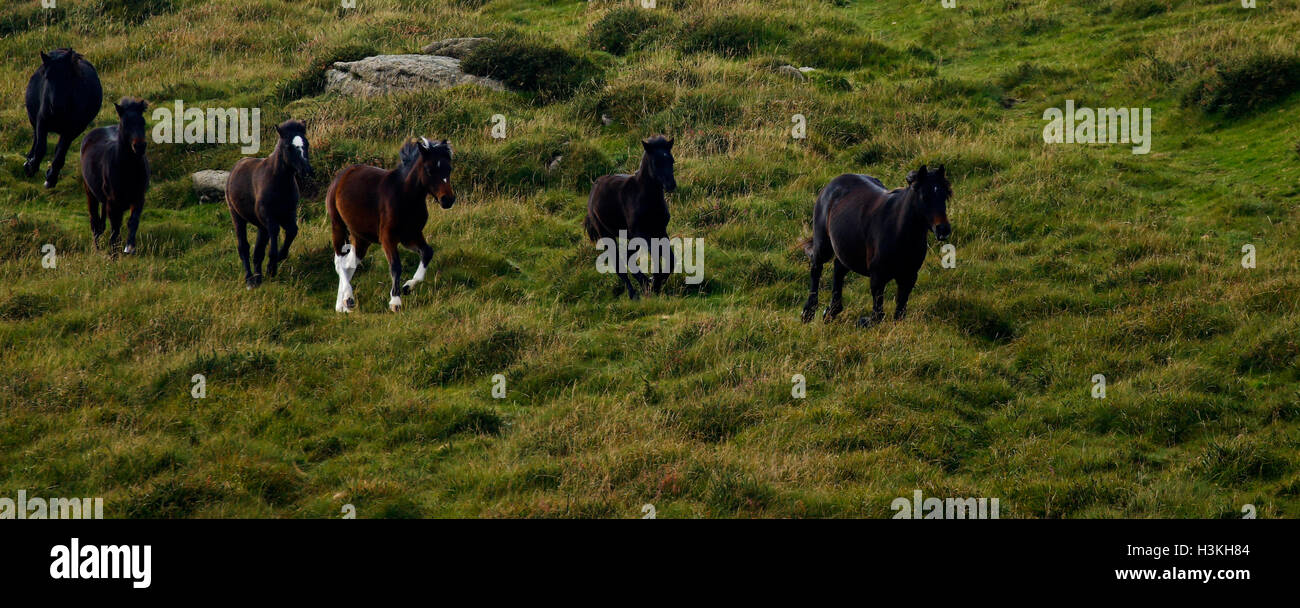 Dartmoor ponies galloping on the moorland as they are rounded up for