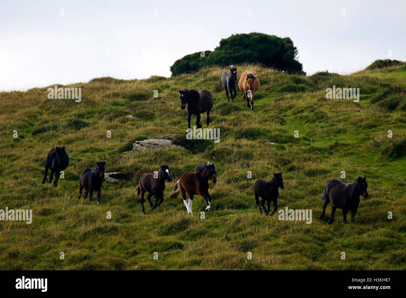 Dartmoor ponies galloping on the moorland as they are rounded up for the annual pony drift sales