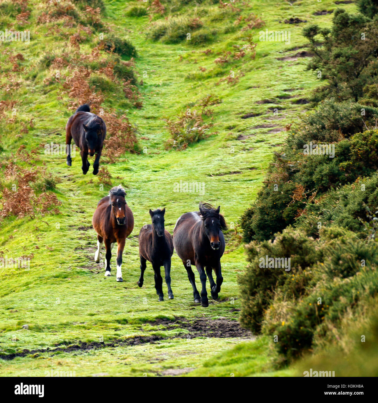 Dartmoor ponies galloping on the moorland as they are rounded up for