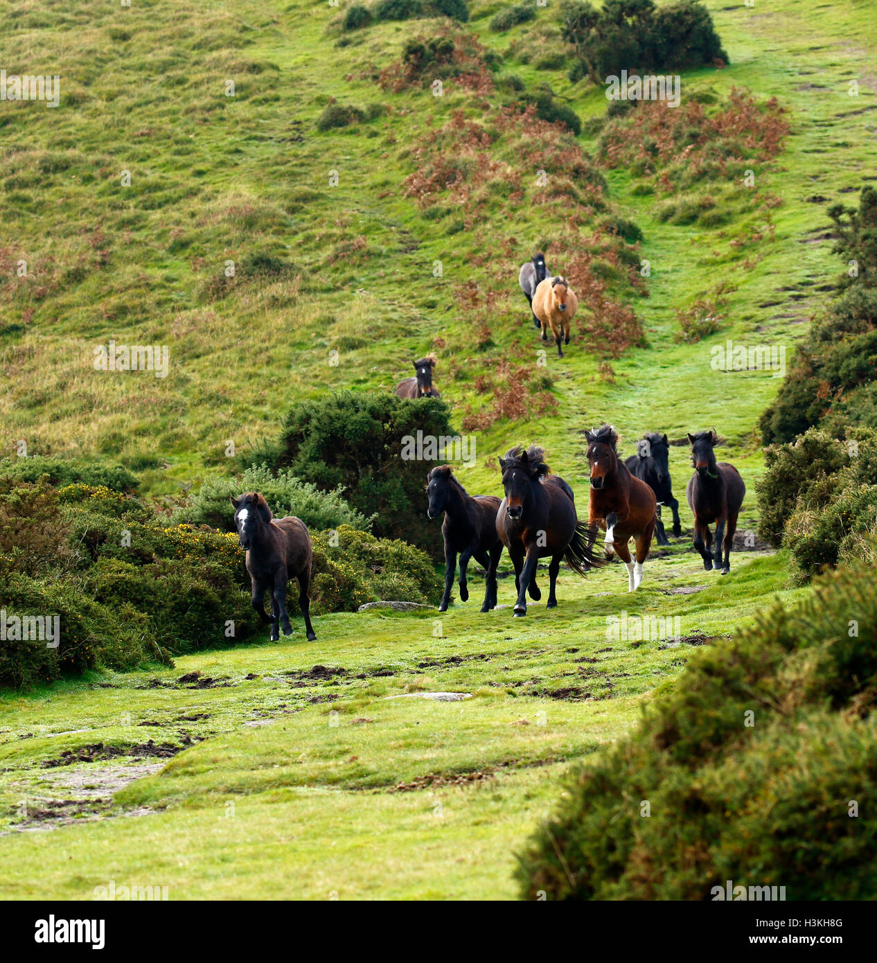 Dartmoor ponies galloping on the moorland as they are rounded up for