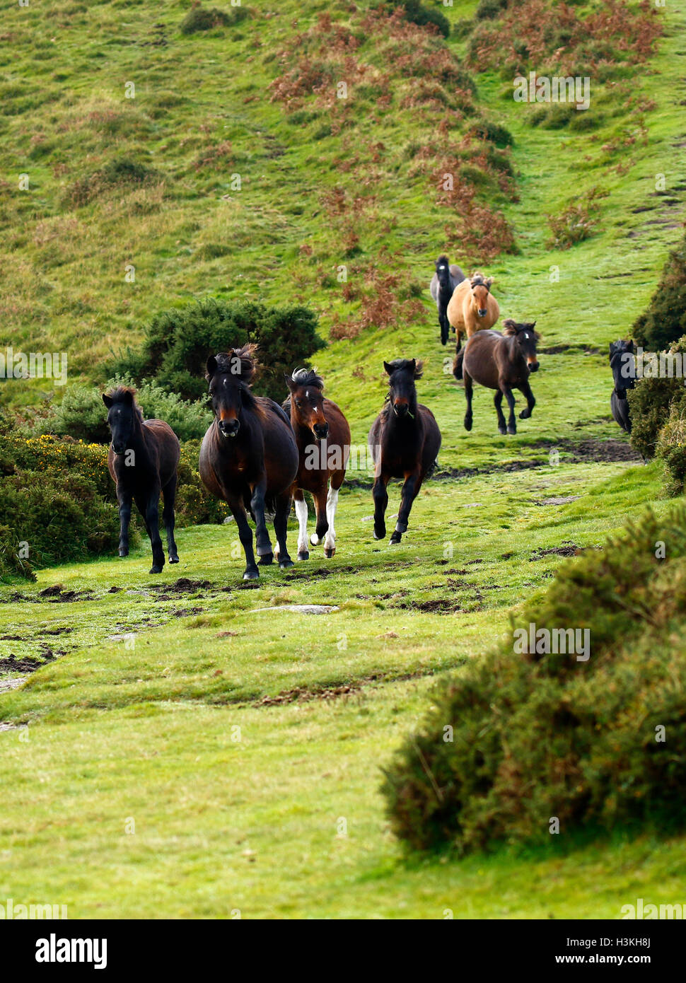 Dartmoor ponies galloping on the moorland as they are rounded up for the annual pony drift sales