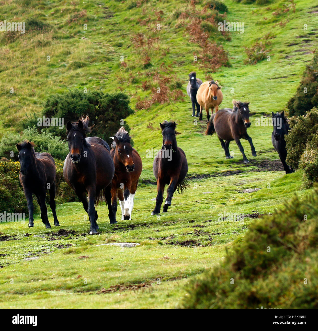Dartmoor ponies galloping on the moorland as they are rounded up for