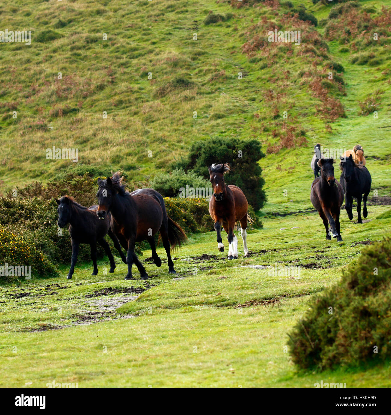 Dartmoor ponies galloping on the moorland as they are rounded up for