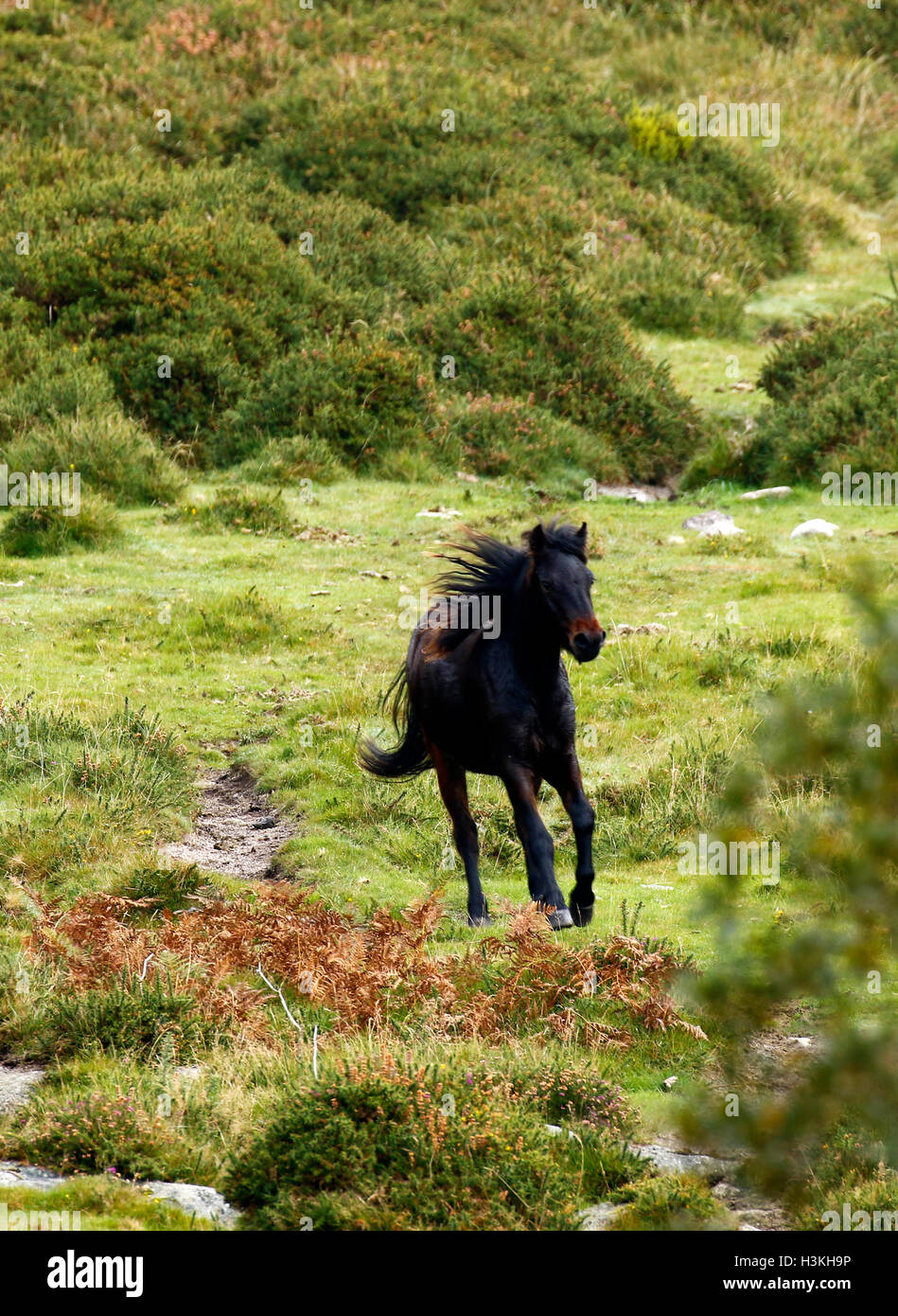 Dartmoor ponies galloping on the moorland as they are rounded up for