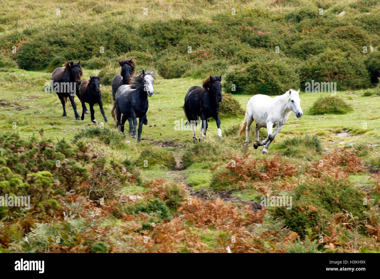 Dartmoor ponies galloping on the moorland as they are rounded up for