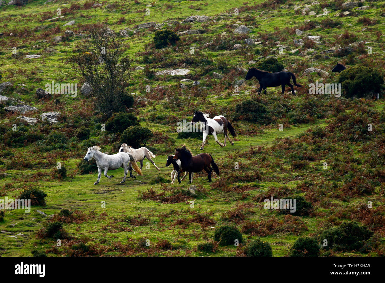 Dartmoor ponies galloping on the moorland as they are rounded up for