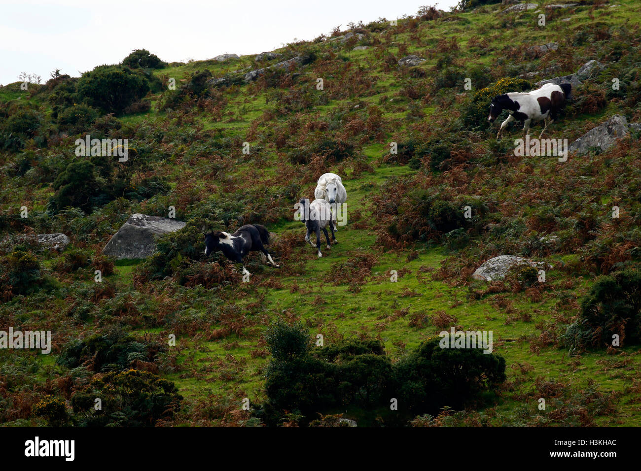 Dartmoor ponies galloping on the moorland as they are rounded up for