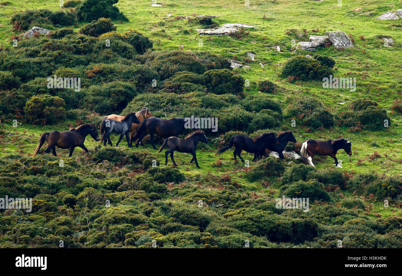 Dartmoor ponies galloping on the moorland as they are rounded up for