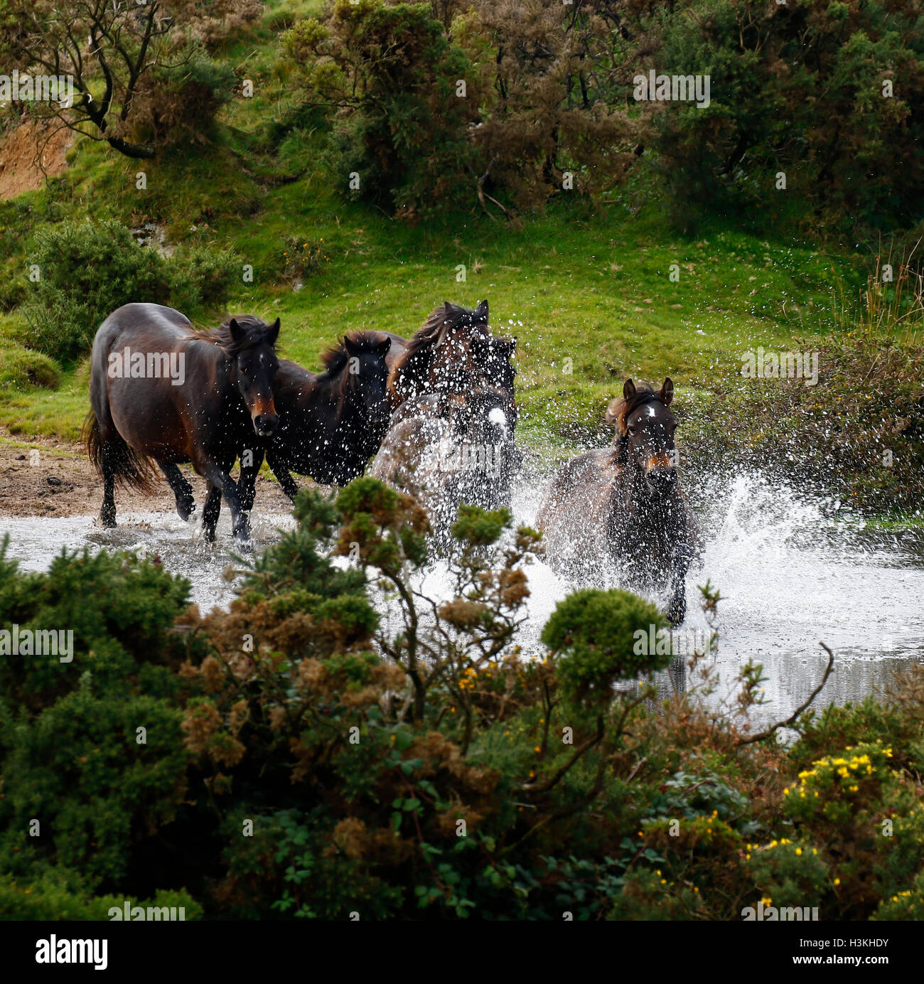 Dartmoor ponies galloping on the moorland as they are rounded up for