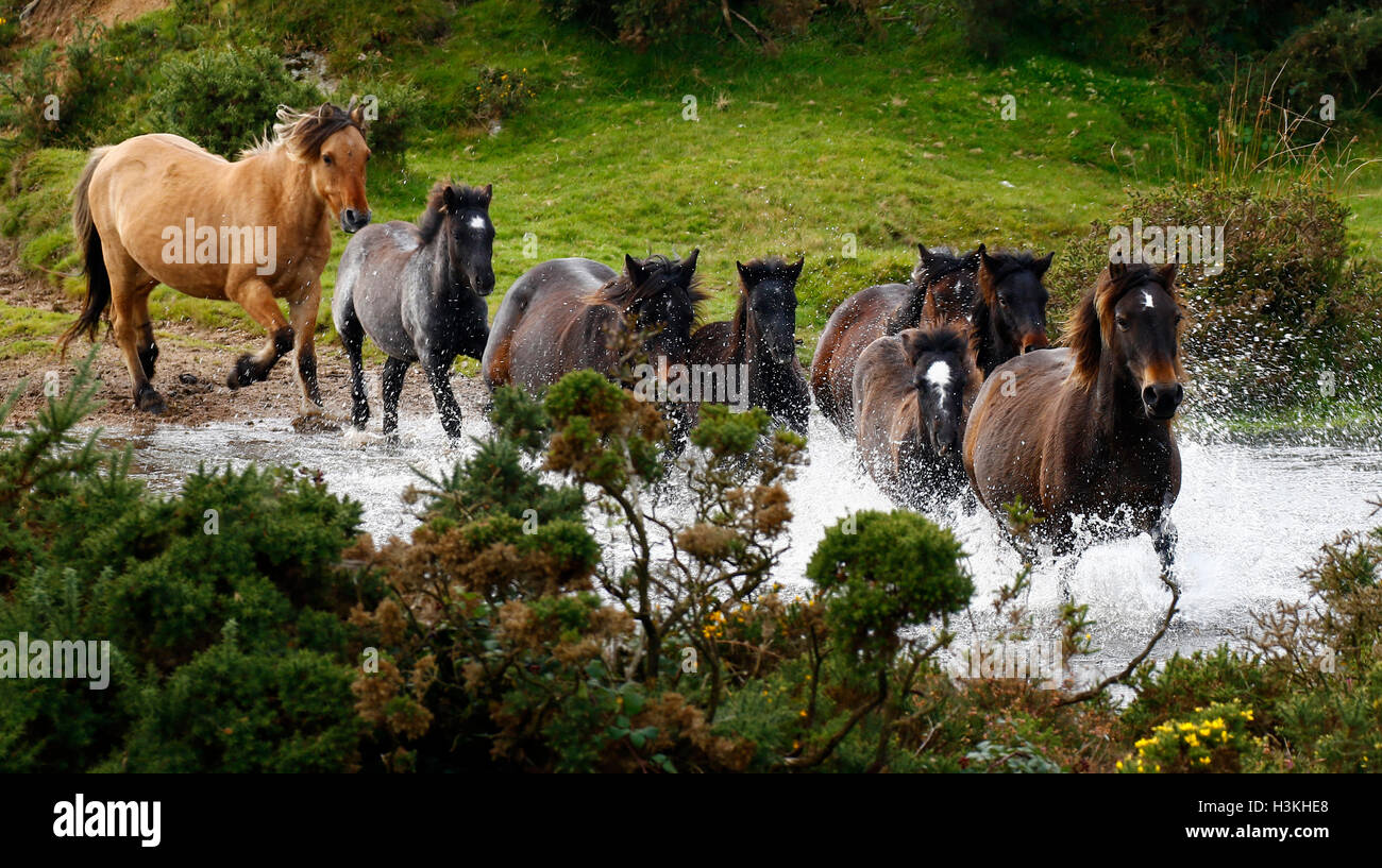 Dartmoor ponies galloping on the moorland as they are rounded up for