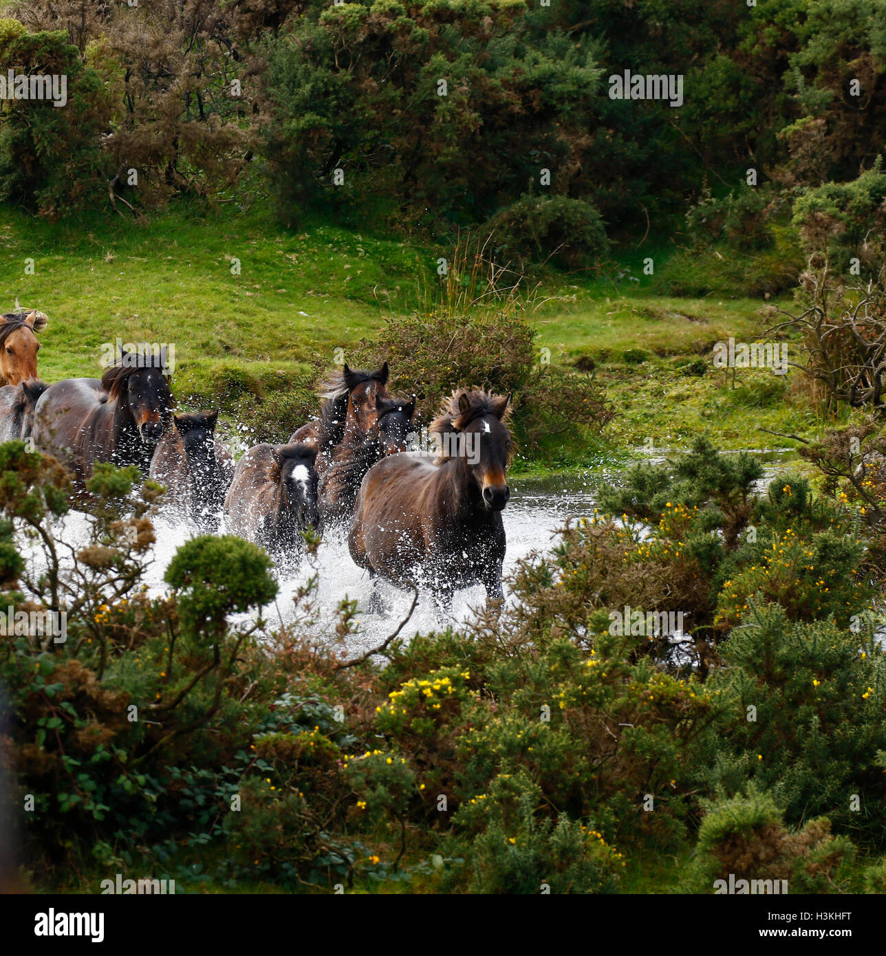 Dartmoor ponies galloping on the moorland as they are rounded up for