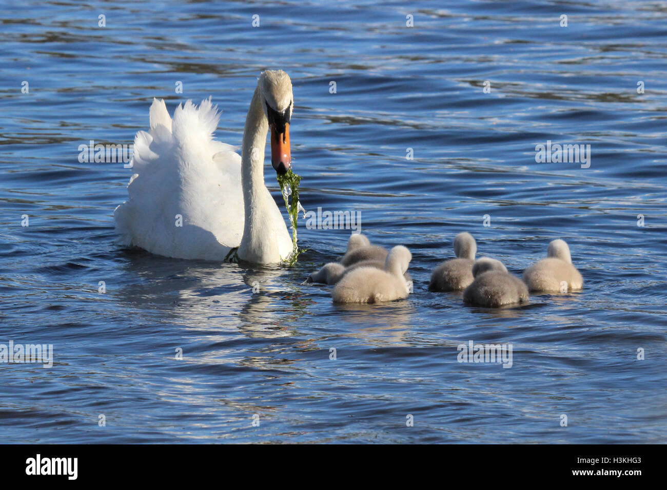A mute swan (Cygnus olor) pulling up pond weed to feed her cygnets Stock Photo