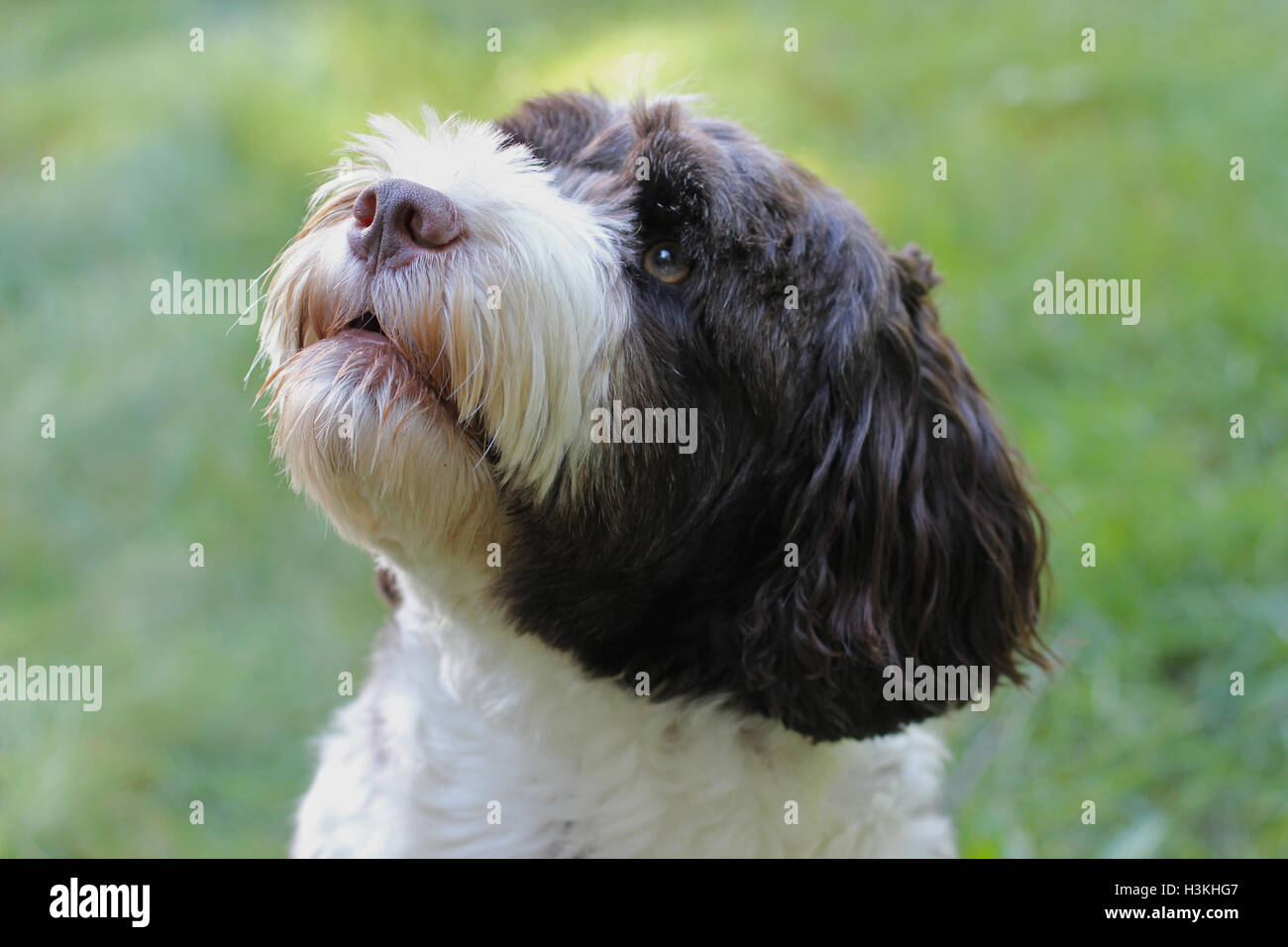 A Portuguse water dog looks up at a treat Stock Photo