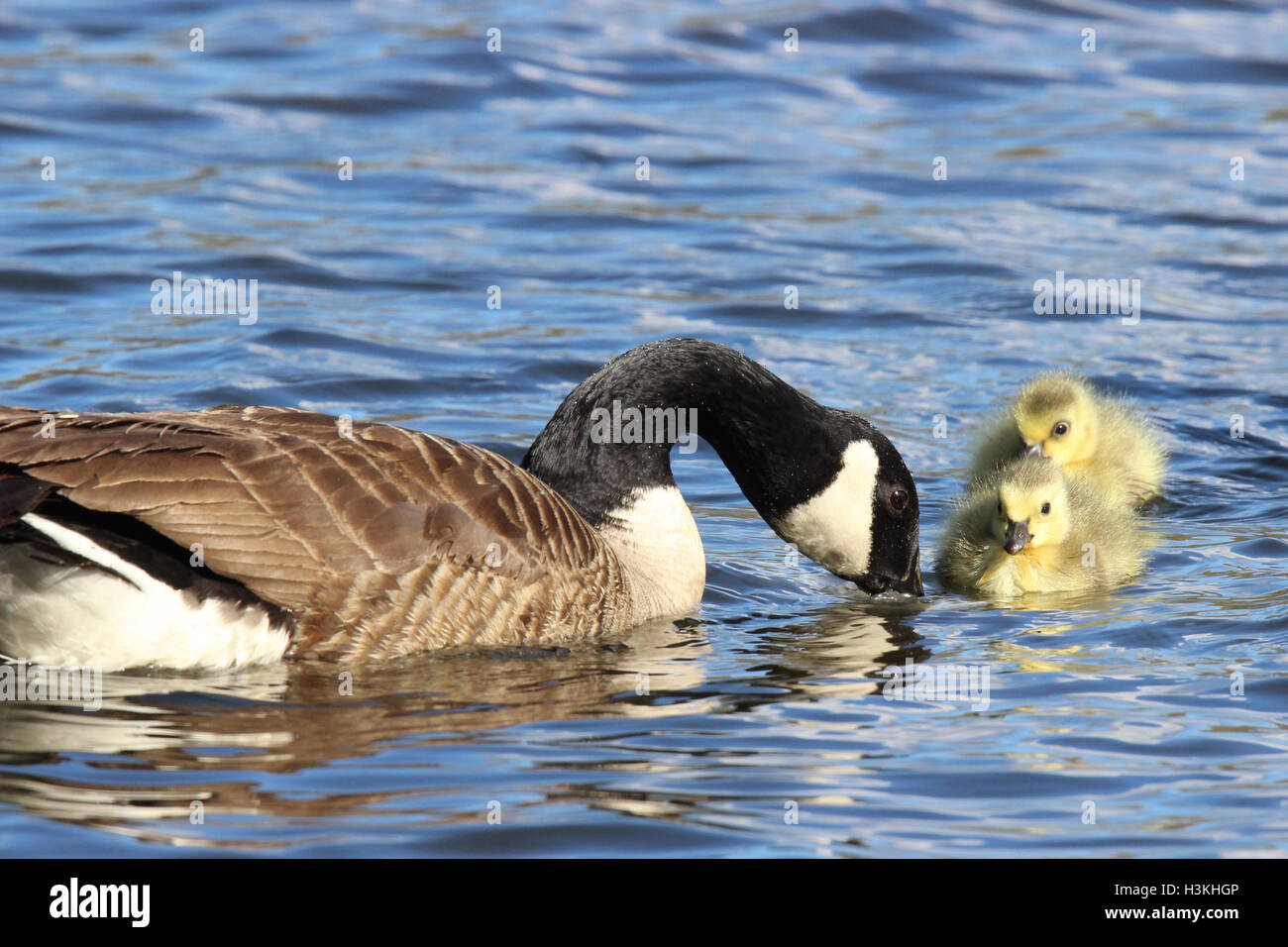 A mother Canada goose swimming with her two fluffy goslings Stock Photo