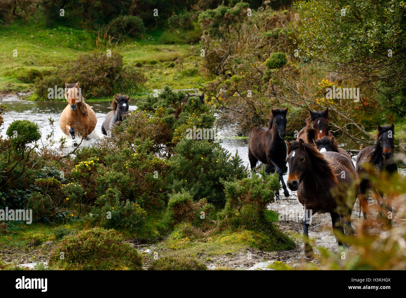 Dartmoor ponies galloping on the moorland as they are rounded up for