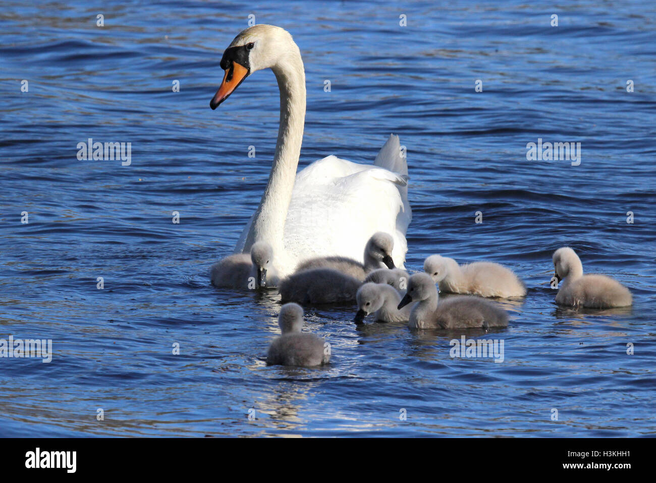A mute swan (Cygnus olor) swimming on a lake with a family of cygnets Stock Photo