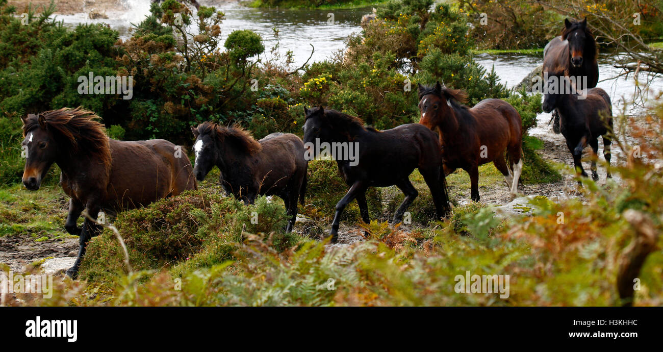 Dartmoor ponies galloping on the moorland as they are rounded up for