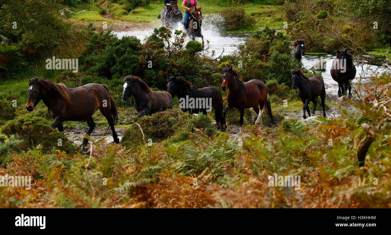 Dartmoor ponies galloping on the moorland as they are rounded up for