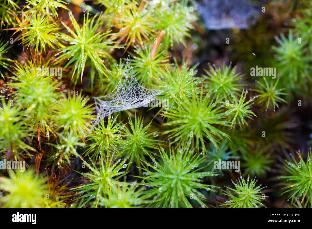 Green moss background Stock Photo - Alamy