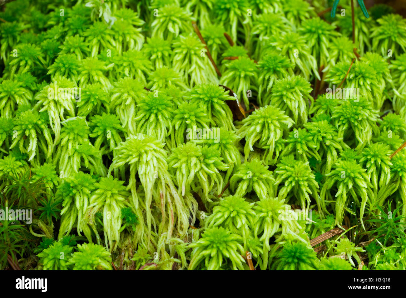 Green moss background Stock Photo - Alamy