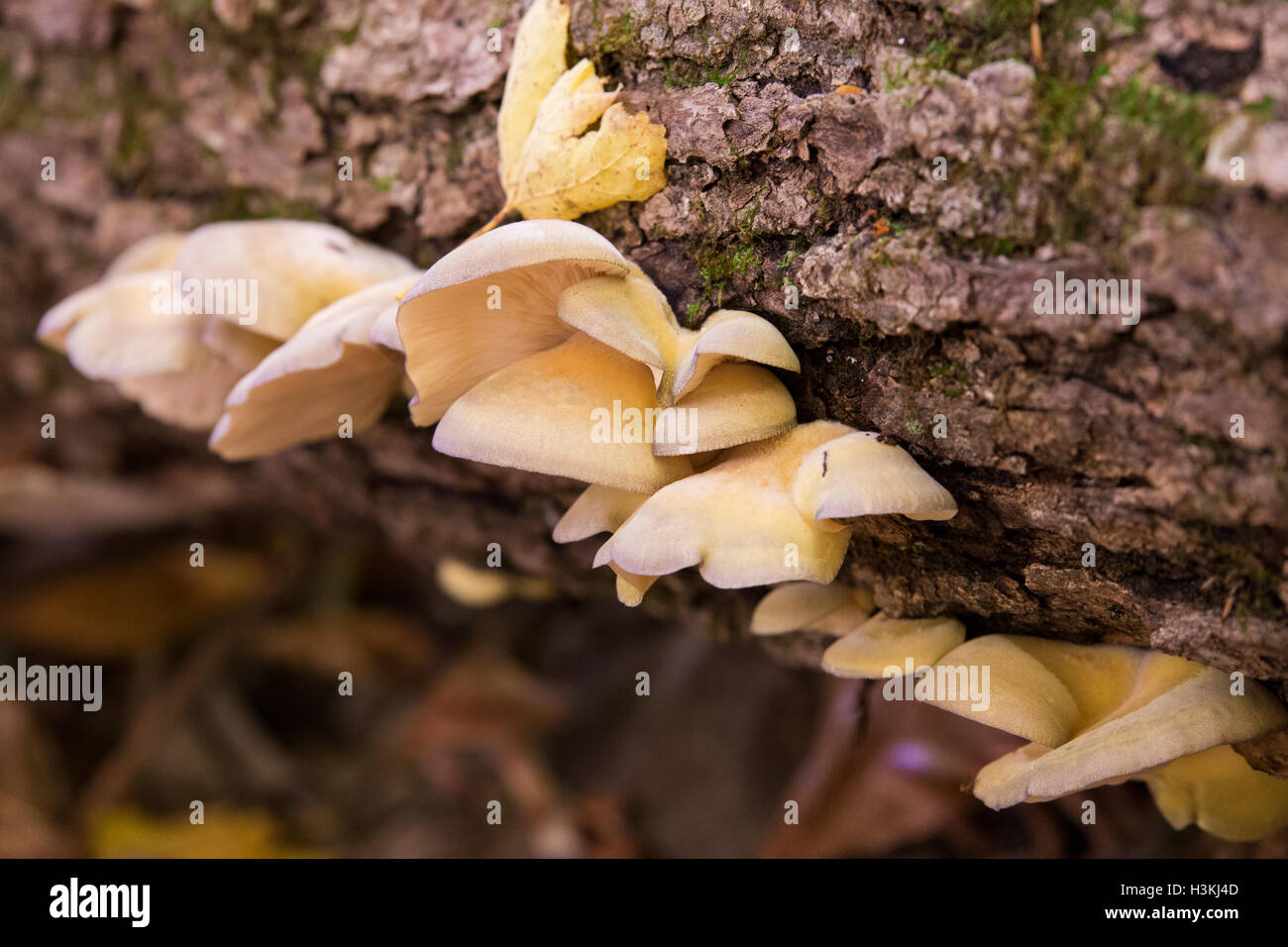 Wild oyster mushrooms Stock Photo Alamy