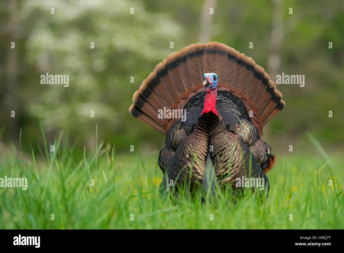 Wild Turkey (Meleagris gallopavo) Young male or Tom, displaying tail feathers, Southeastern United States Stock Photo
