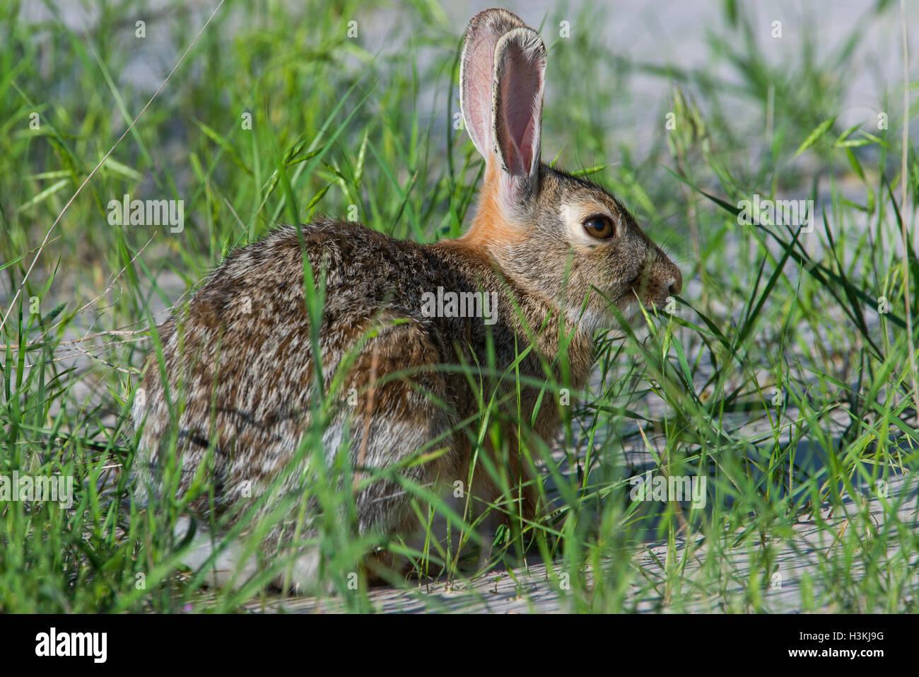 Adult Eastern Cottontail Rabbit (Sylvilagus floridanus) feeding on