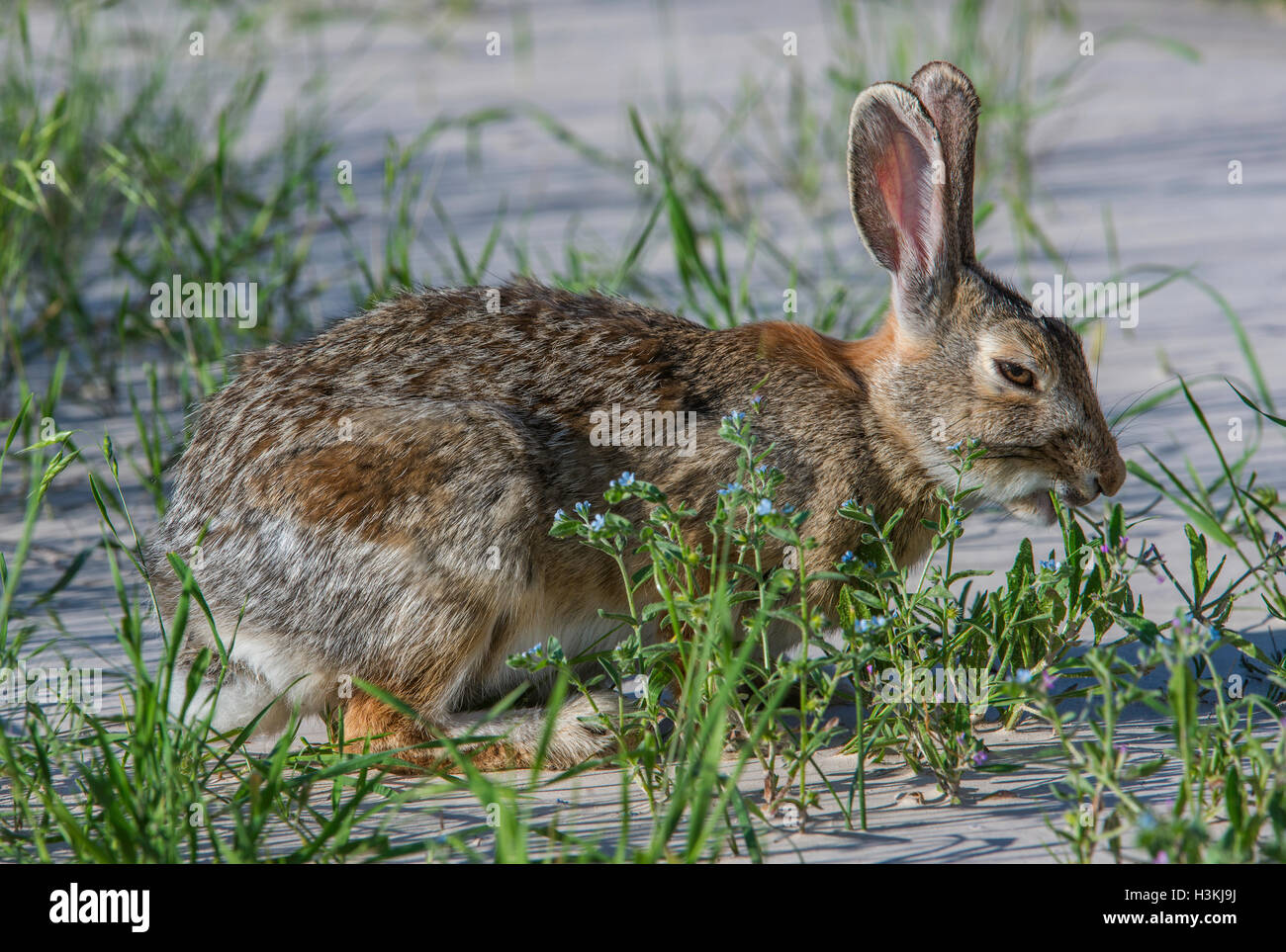 Adult Eastern Cottontail Rabbit (Sylvilagus floridanus) feeding on