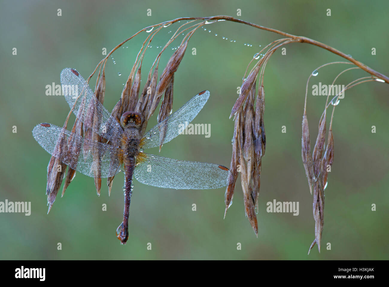 Amberwing Dragonfly (Perithemis tenera) with heavy dew, early morning Eastern North America, by Skip Moody/Dembinsky Photo Assoc Stock Photo