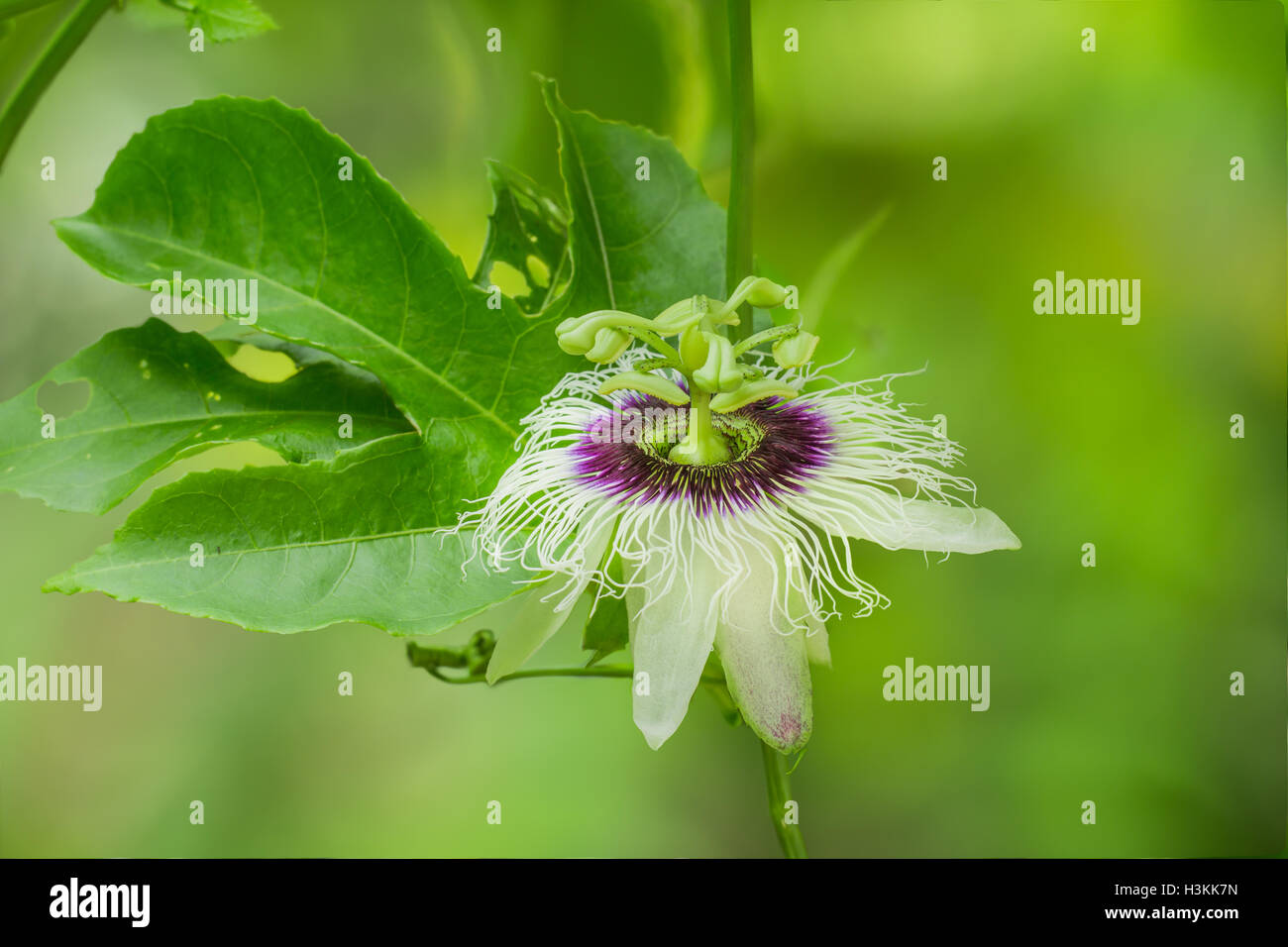 white passion fruit flower Stock Photo Alamy