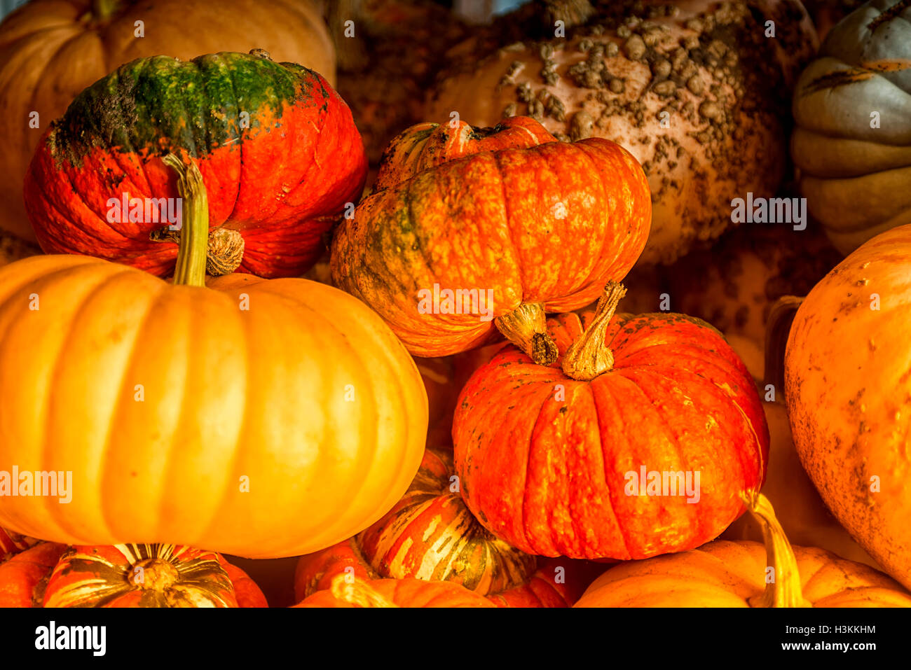 Pumpkin Patch Farm Series Beautiful pumpkins on the sales stand Stock