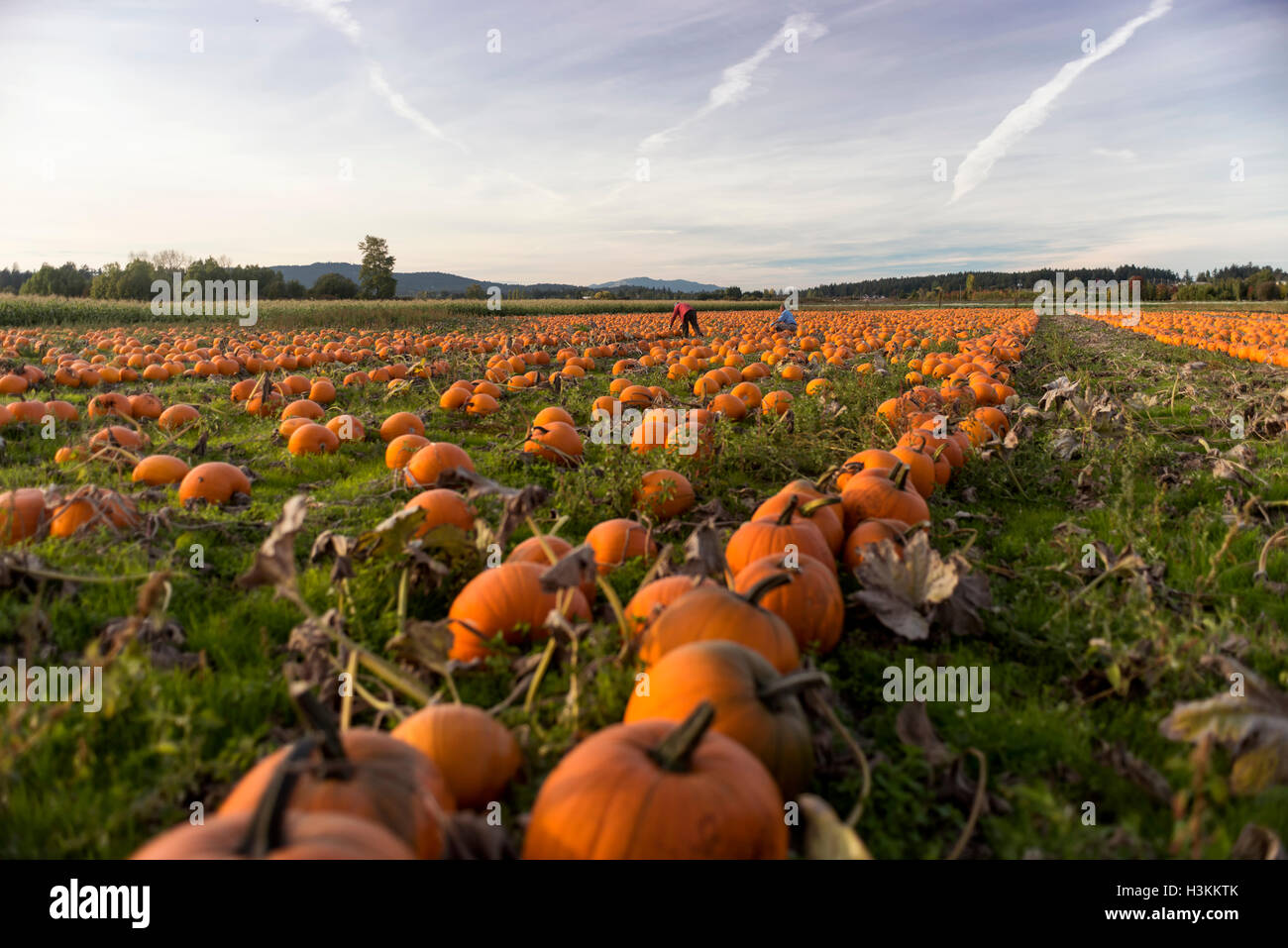 Martindale Pumpkin Patch Farm series Fresh and well grown pumpkins
