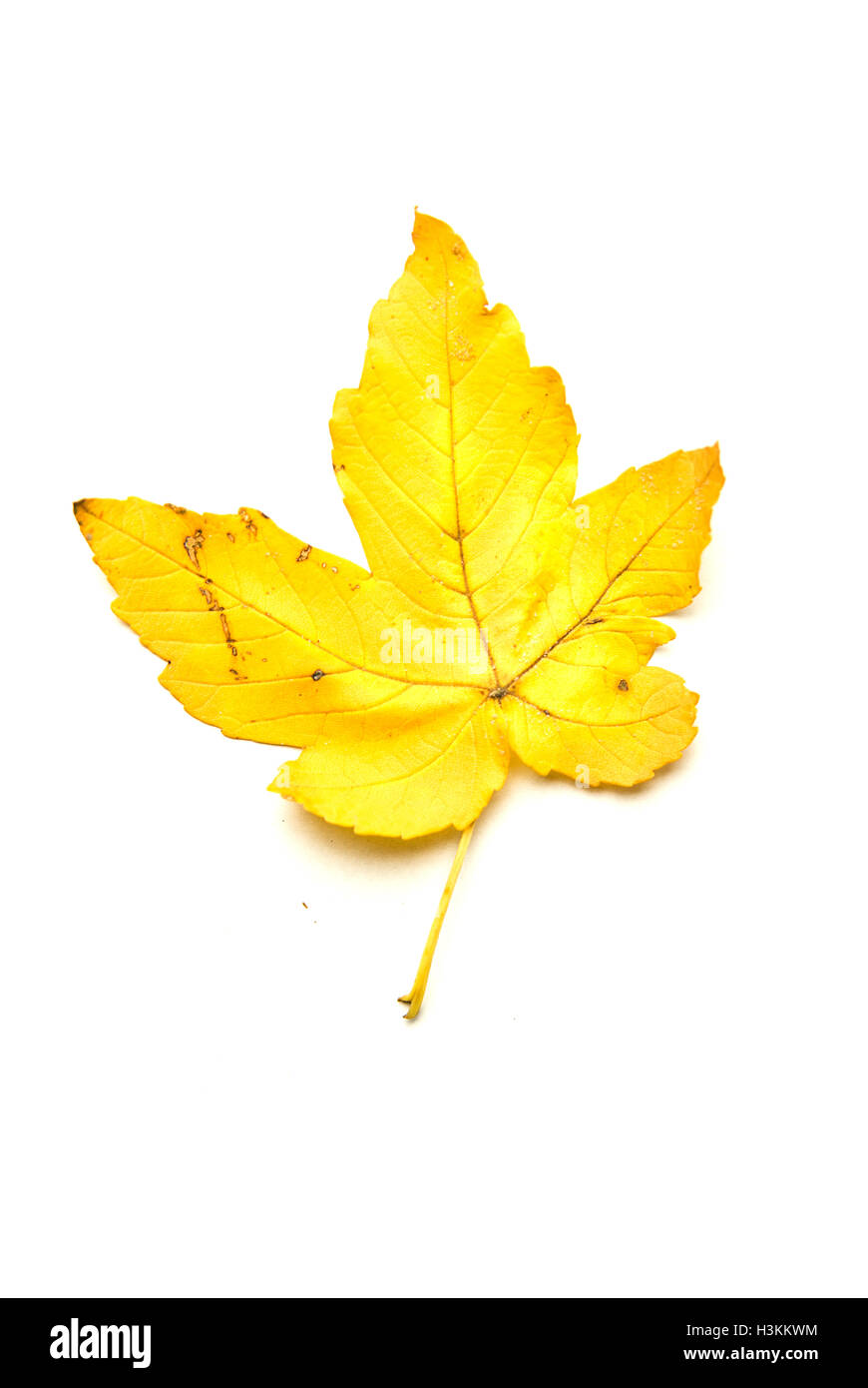 Fallen autumn leaf of a tree on over white Stock Photo