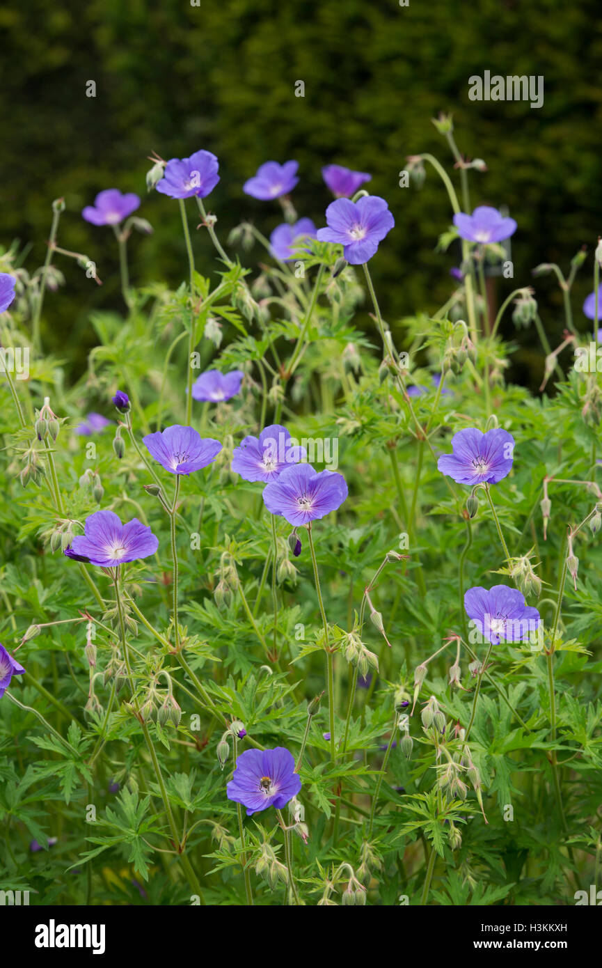 Geranium Orion flowers in a garden border Stock Photo
