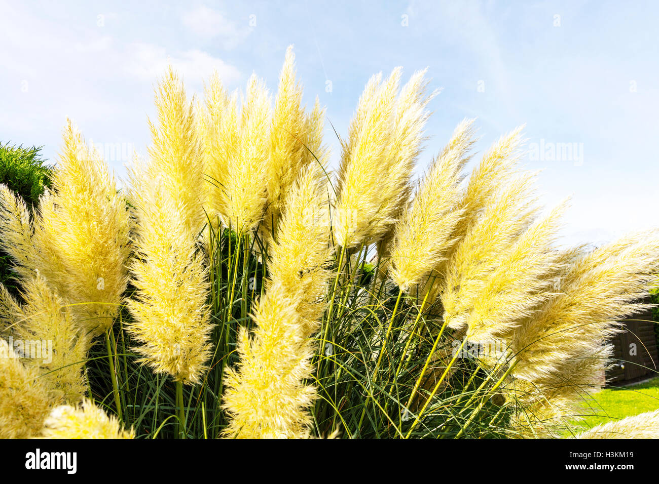 Pampas grass Cortaderia selloana flowering flowers plant evergreen