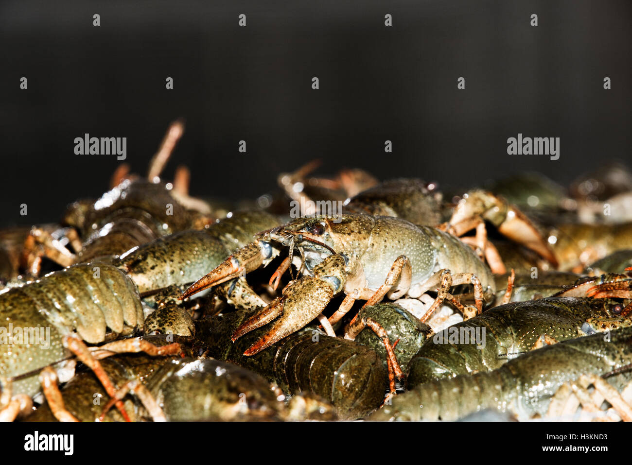 Alive crayfish isolated on black background, live crayfish closeup, fresh crayfish. Beer snacks, river crayfish. Stock Photo