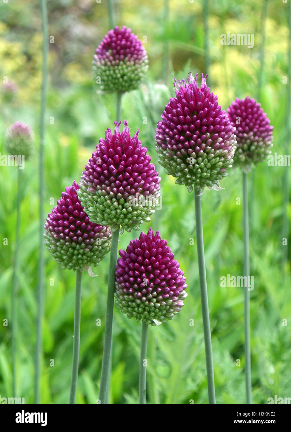 Six Purple Drumstick Alliums in the Green Grass Field Stock Photo Alamy