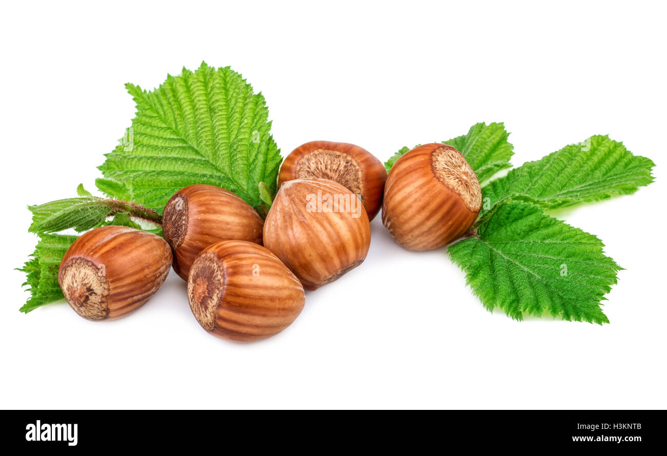 filberts hazel nuts with leaf on white  background Stock Photo