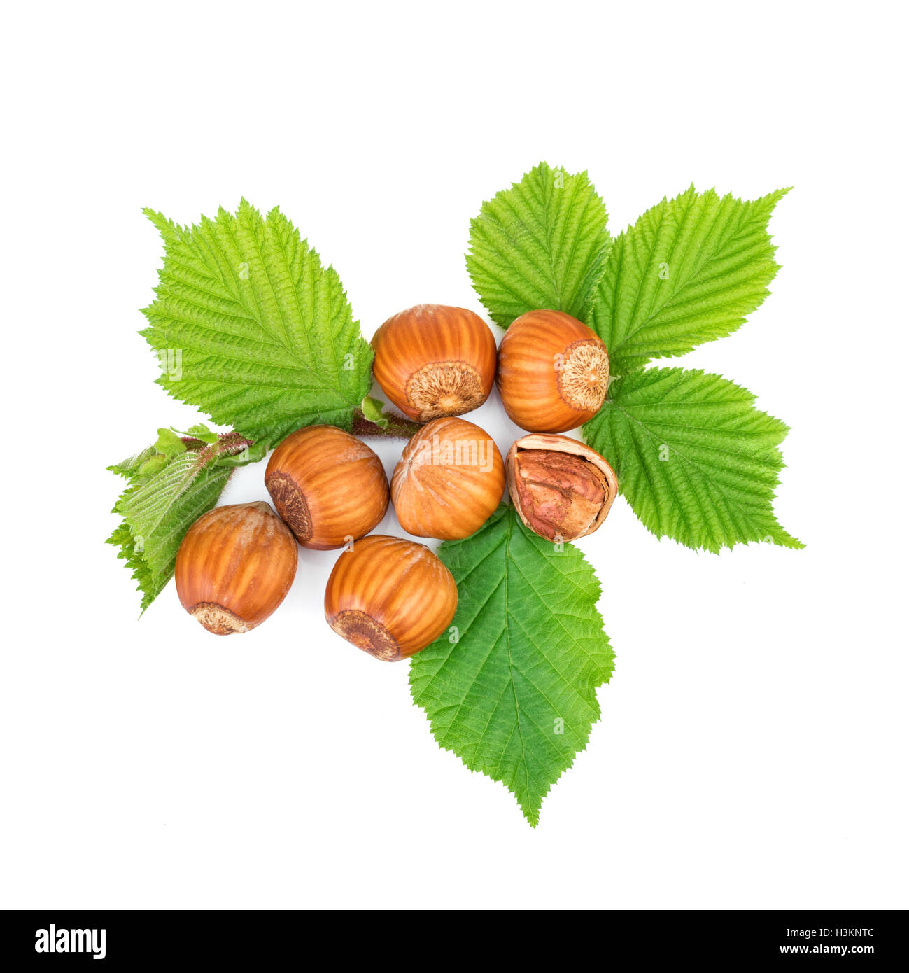 filbert nuts with leaves on white Stock Photo