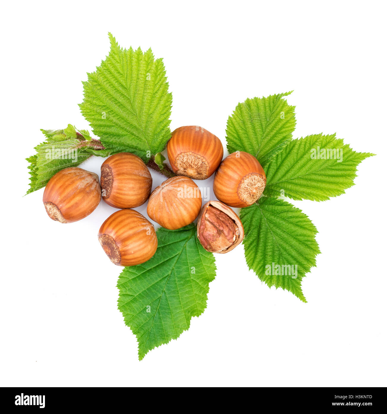 Hazelnut or filbert nuts with leaves on white. Top view. Stock Photo