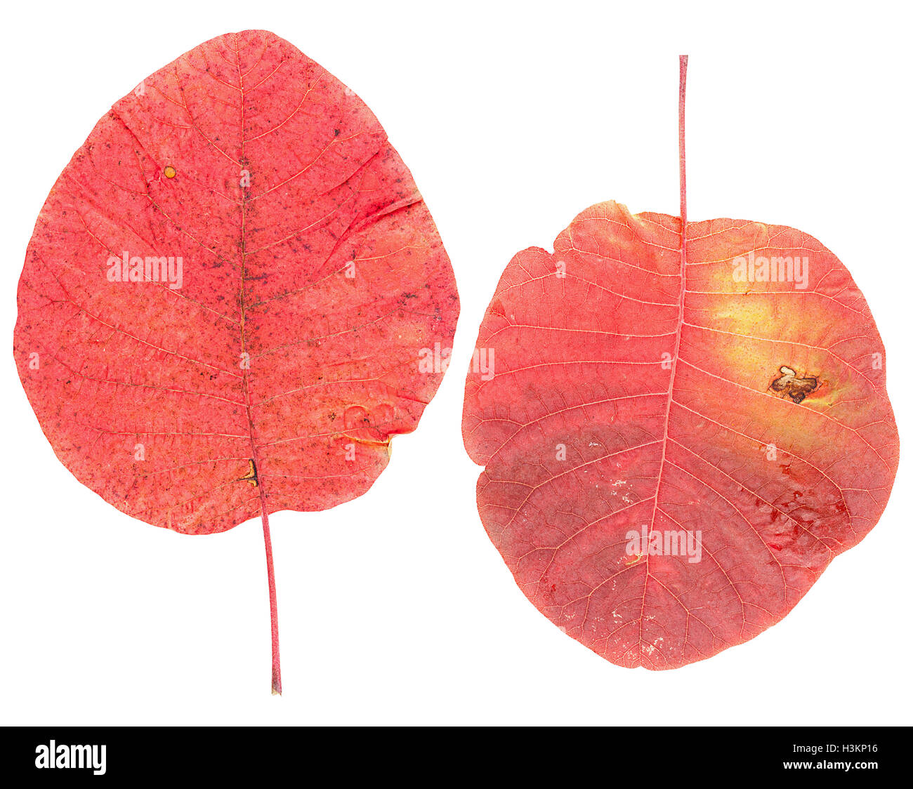 Set of red autumn leaves isolated on white Stock Photo - Alamy
