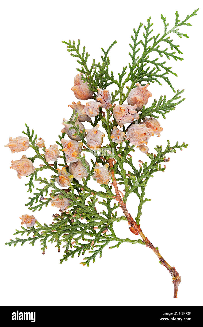 Thuja branch with cones isolated on white Stock Photo
