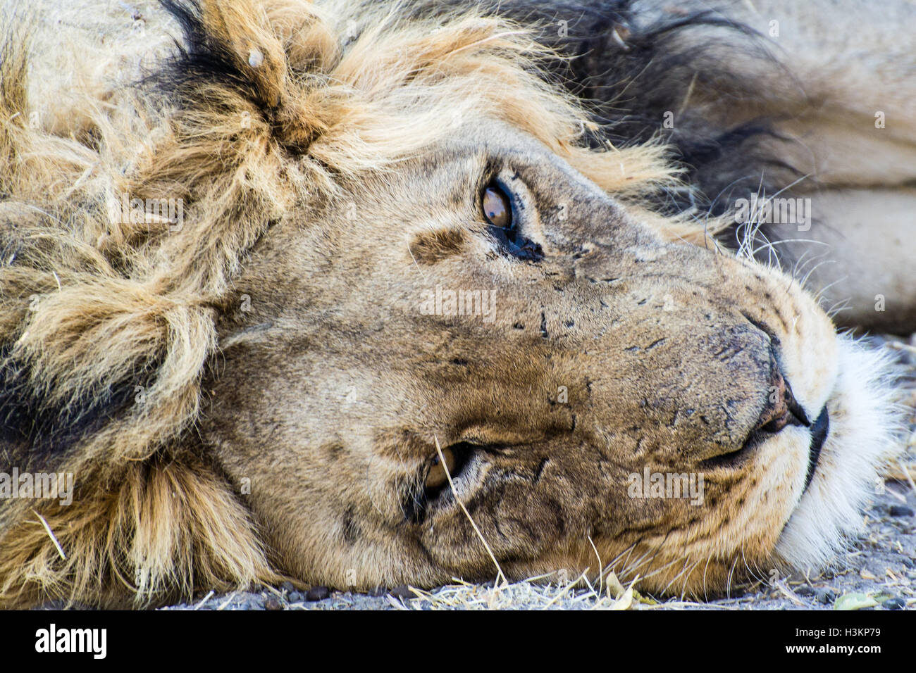 Old Kalahari lion looking right into the camera in Kalahari desert Stock Photo