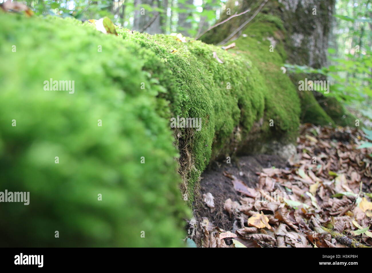 Natural background, forest and moss Stock Photo - Alamy