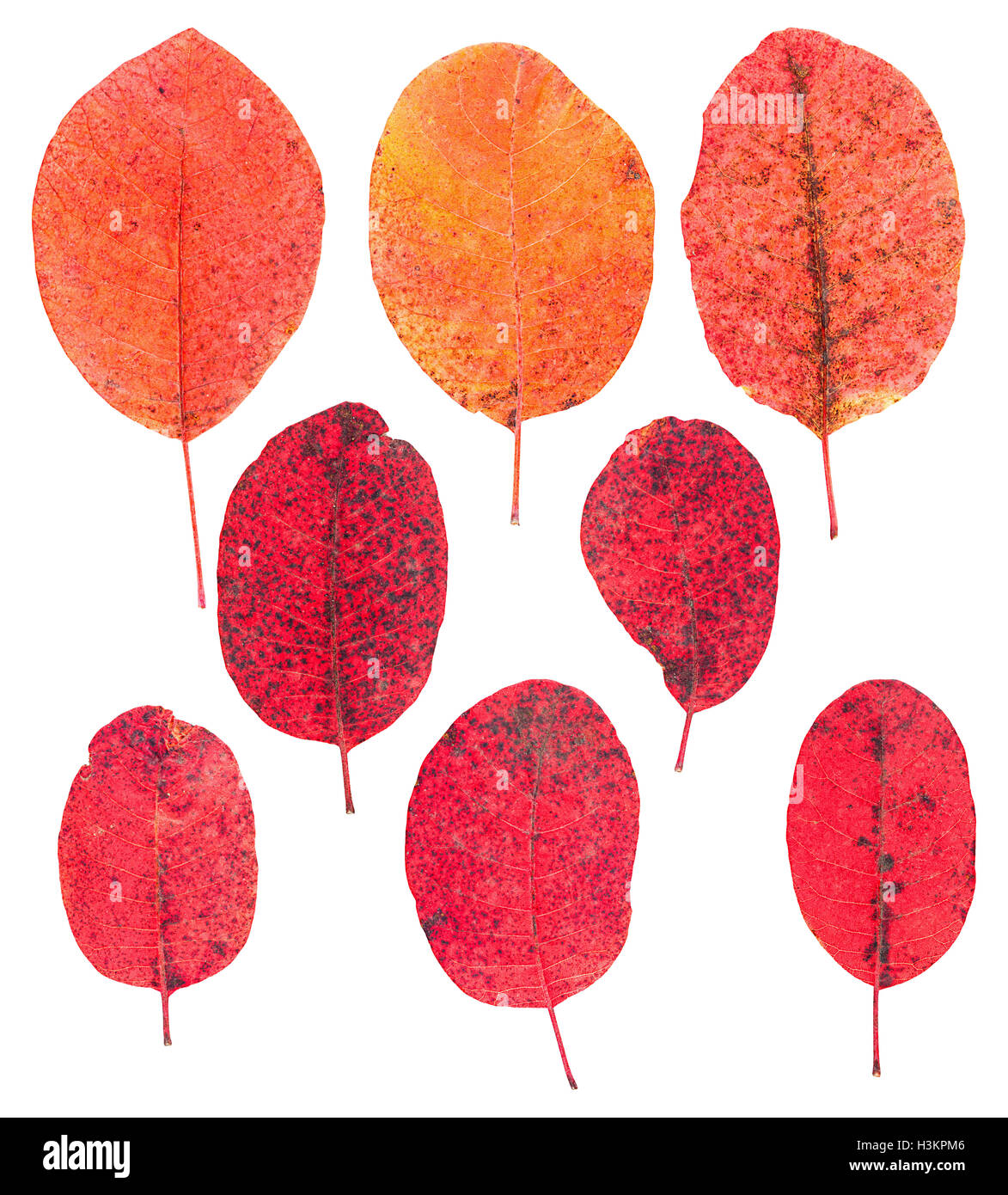 Set of red autumn leaves isolated on white Stock Photo