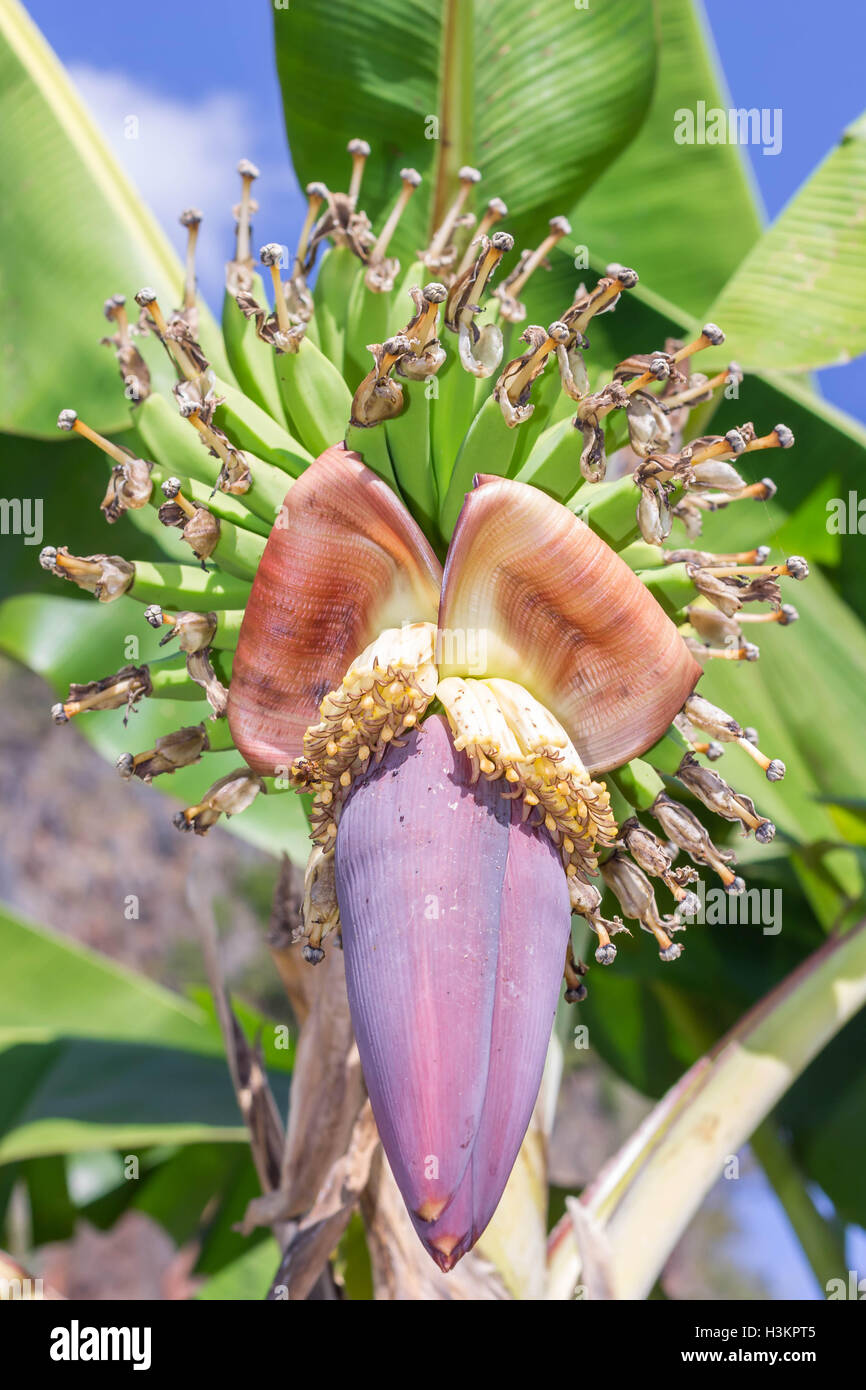 Young banana blossom Stock Photo Alamy