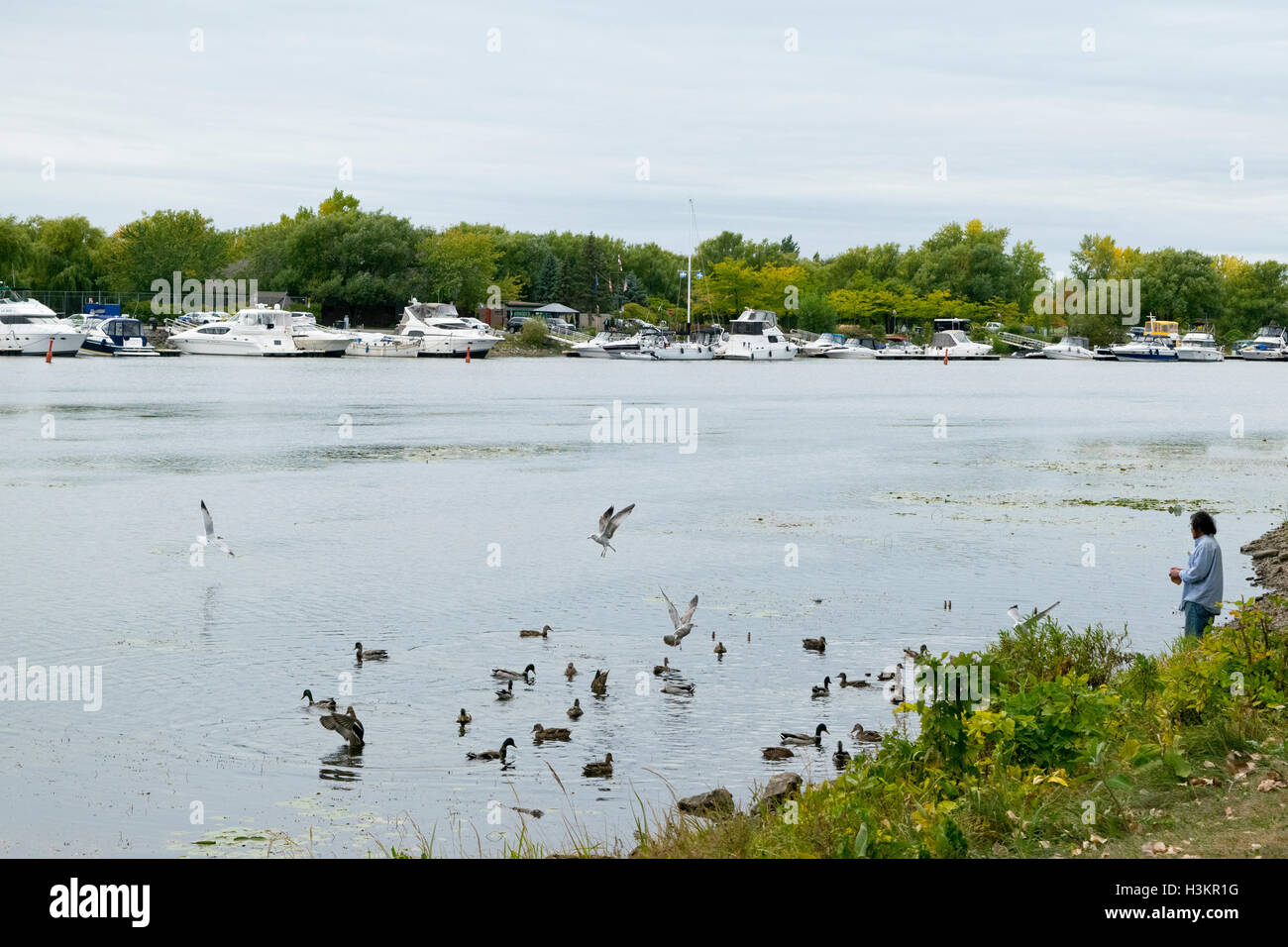 A man feeding birds in Lachine. Stock Photo